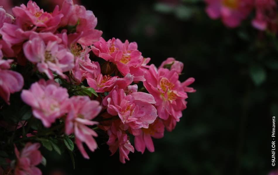 ©SUNFLOR - Primavera